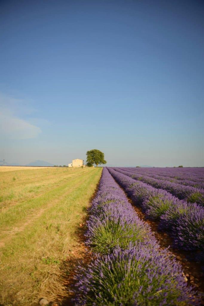 Provence Lavender Fields - A Photographer's Guide to Valensole, France