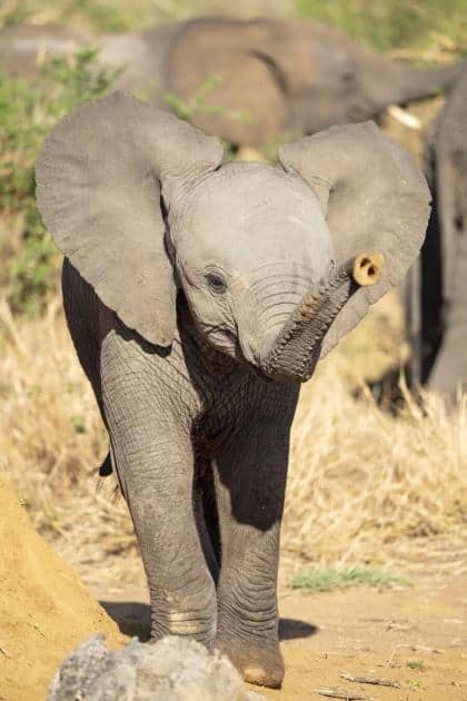 I Know A Place - Madikwe Game Reserve, South Africa - Photo Tips ...