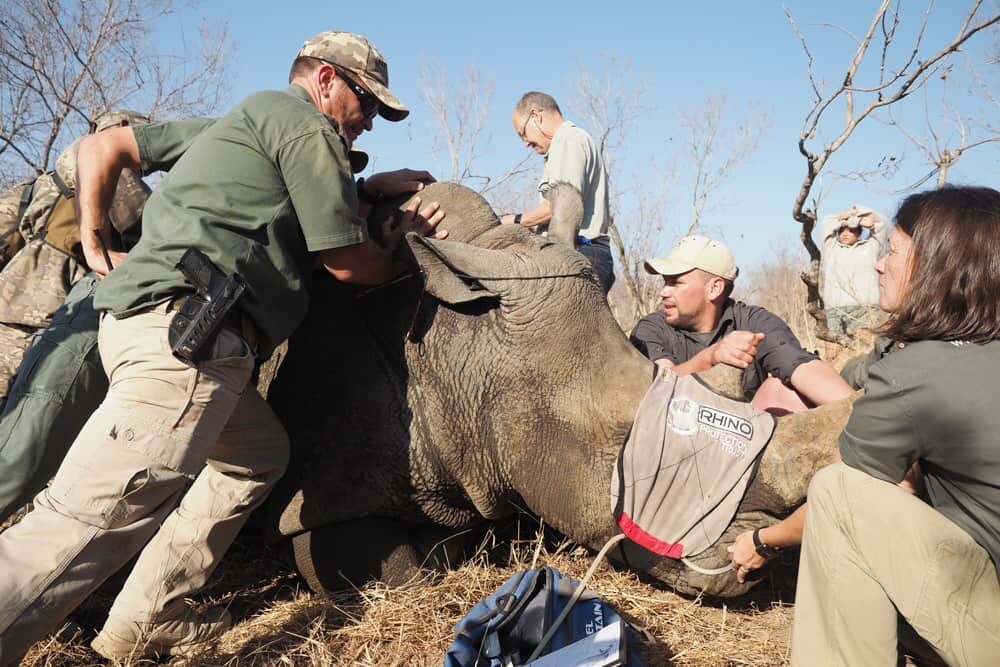 South Africa Rhino Notching-5