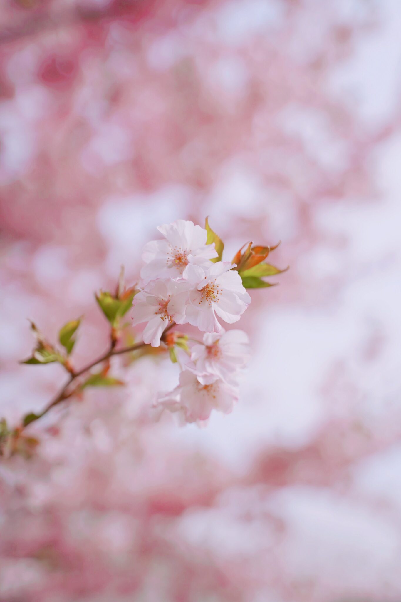 10 Places to Photograph Cherry Blossoms - All about travel