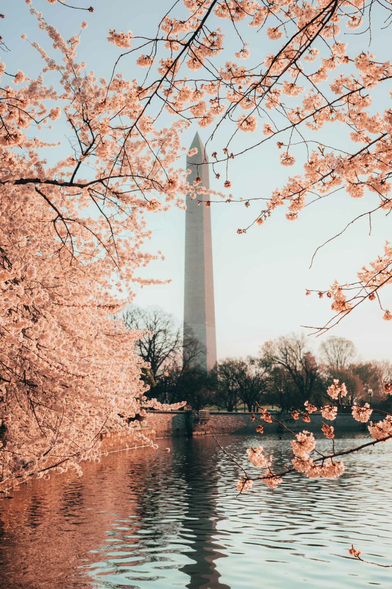 Places To Photograph Cherry Blossoms Where When To See