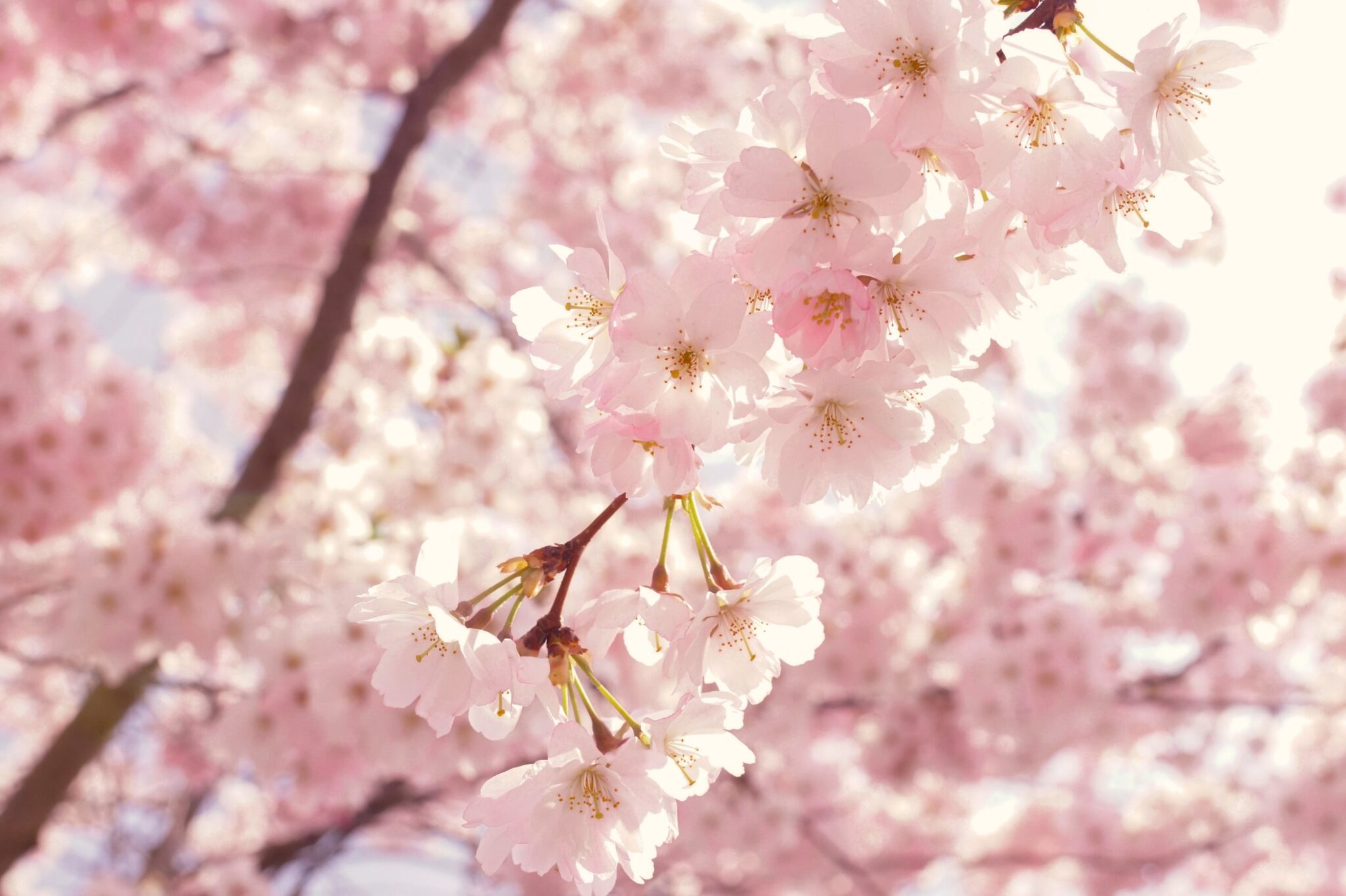 Places To Photograph Cherry Blossoms Where When To See